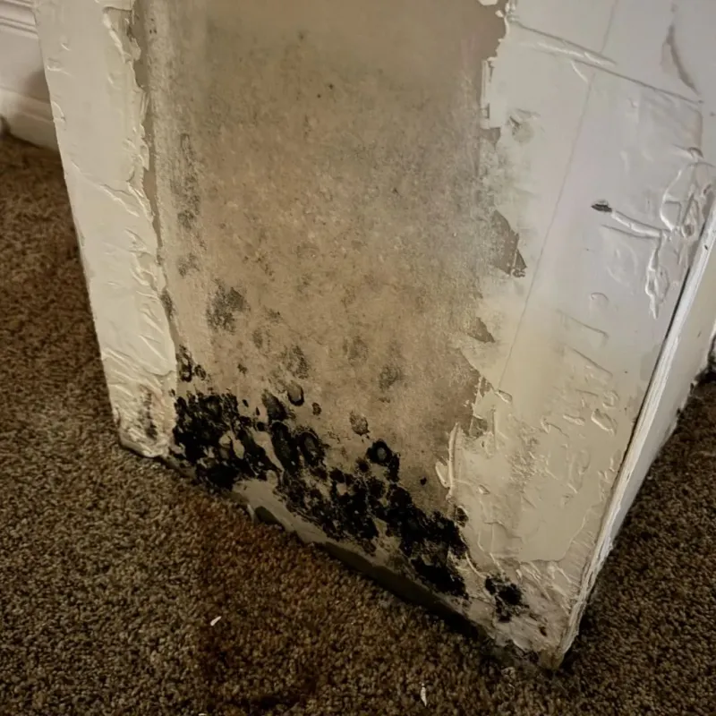 Professional Mold Removal in Apple Valley, OH
